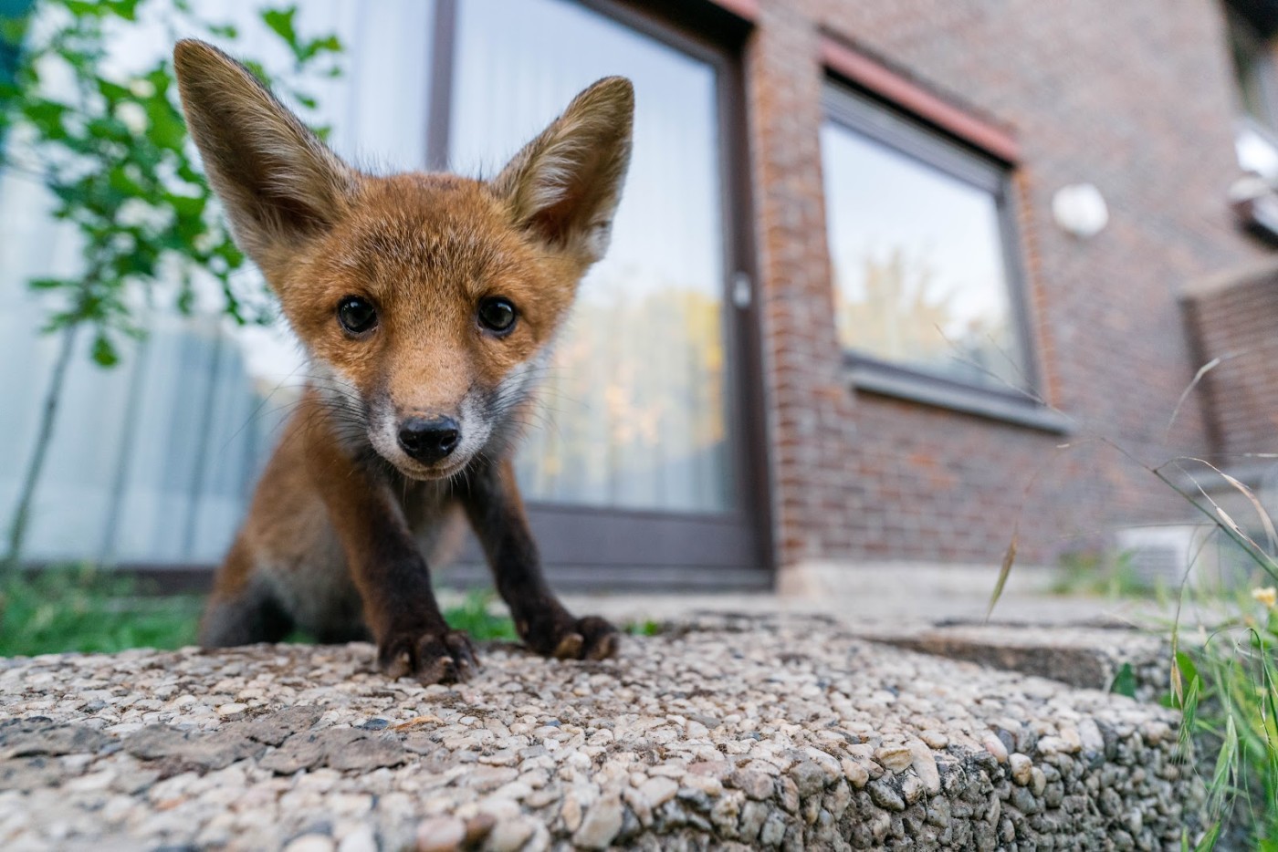 QUAND LA FAUNE SAUVAGE ARRIVE EN VILLE visual data 8